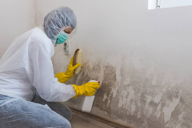 Best Mold Damage Repair  in Dundas, MN