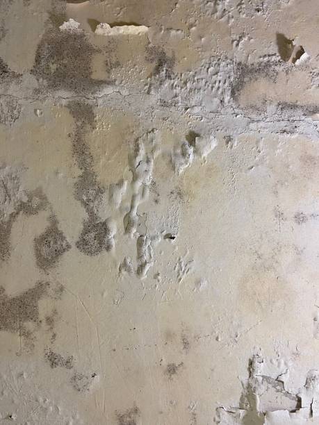 Best Office Mold Removal Services  in Dundas, MN
