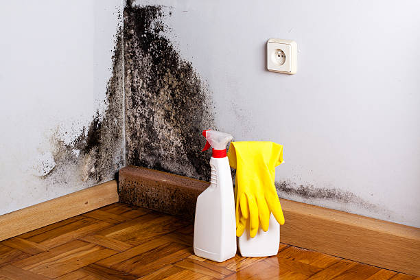 Best Certified Mold Removal  in Dundas, MN