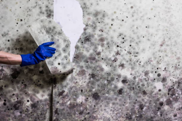 Best Emergency Mold Removal  in Dundas, MN
